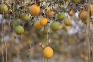 瓜篓怎么吃止咳,传统食疗新体验