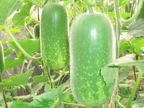 支扩吃瓜好吗,吃瓜真的好吗?