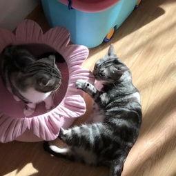 猫吃瓜的天敌,揭秘猫的天敌与瓜的奇妙关系