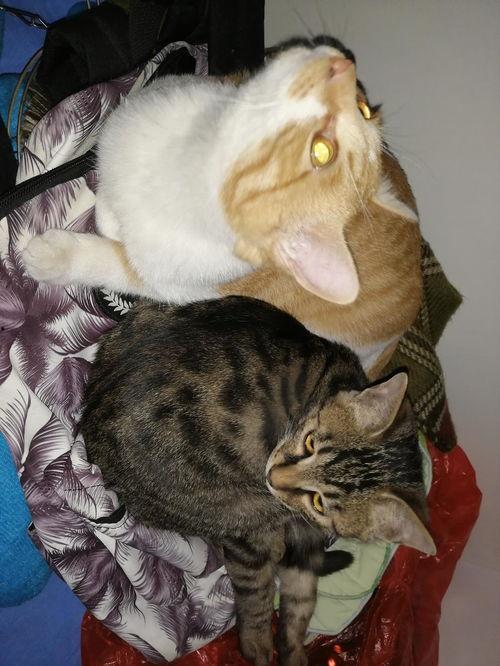 猫吃瓜的天敌,揭秘猫的天敌与瓜的奇妙关系