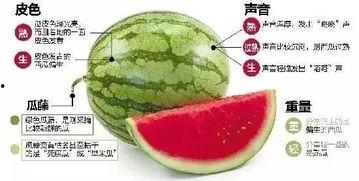 吃瓜微信免费吃瓜,微信带你畅享瓜界盛宴