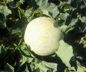 吃瓜贵客,网络红人的崛起与影响力