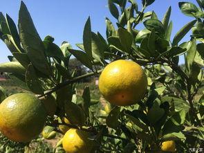 吃瓜福利网,带你畅游美食盛宴的云端世界