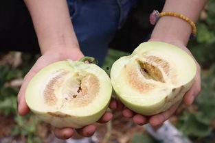 吃瓜福利网,带你畅游美食盛宴的云端世界