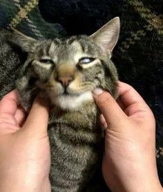 小坏猫吃瓜大赛,一场萌宠与美食的欢乐盛宴