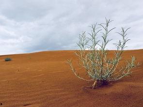 中卫沙坡头吃西沙瓜,品味西沙瓜的甜蜜之旅