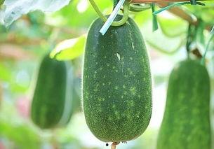 鹏gg今日必吃的瓜,揭秘美食背后的故事