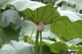 德宏师专吃瓜,揭秘校园里的“瓜田”风云